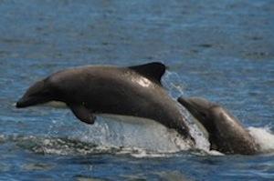 Chilean dolphin