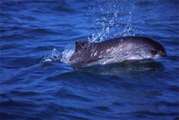 Harbor porpoise