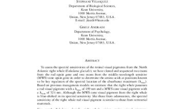 Estimated absorbance spectra of the visual pigments of the North Atlantic right whale (Eubalaena glacialis) (2011)