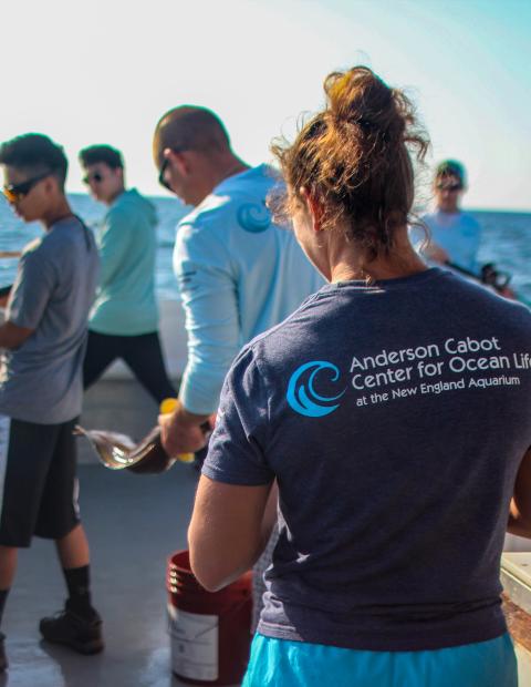 Researchers with the Anderson Cabot Center for Ocean Life on a shark fishing trip