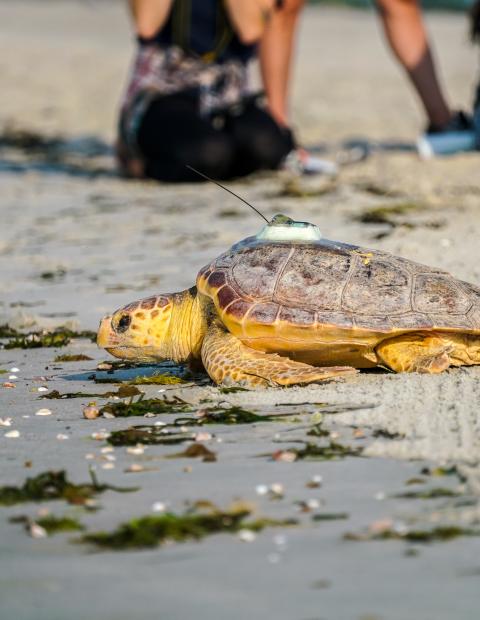 Loggerhead sea turtle