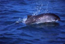 Harbor porpoise